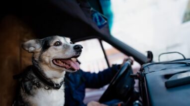 Little dog is the co-pilot of a vehicle protected with commercial truck insurance - Cheap car insurance in Washington