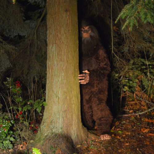 Bigfoot looks out from behind a tree in the forest - Vern Fonk, cheap homeowners insurance in Pacific Northwest